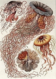 Discomedusae from Haeckel's Kunstformen der Natur
