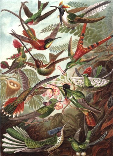 Hummingbirds from Haeckel's Kunstformen der Natur